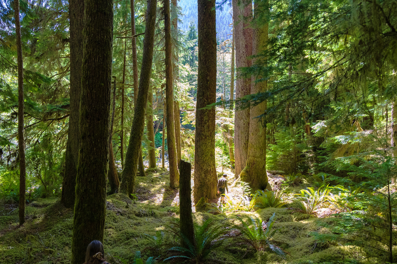 Art Auction for Old Growth: on Painting, Protection, and Indigenous-Led Conservation
